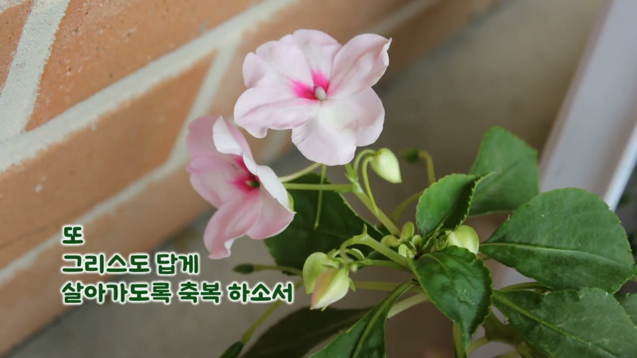 [영명축일 축하해]...영명축일   축하드립니다..(다른 느낌 축하곡)