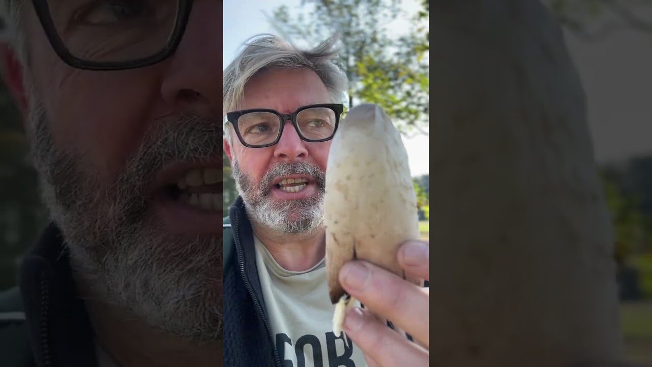 How to Identify a Shaggy Inkcap mushroom