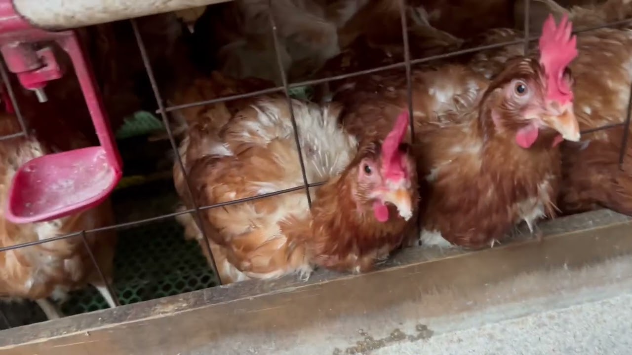 FANYA HIVI KAMA KUKU WAKO WAMEFIKIA UMRI WAKUTAGA AU WANATAGA MAYAI MACHACHE