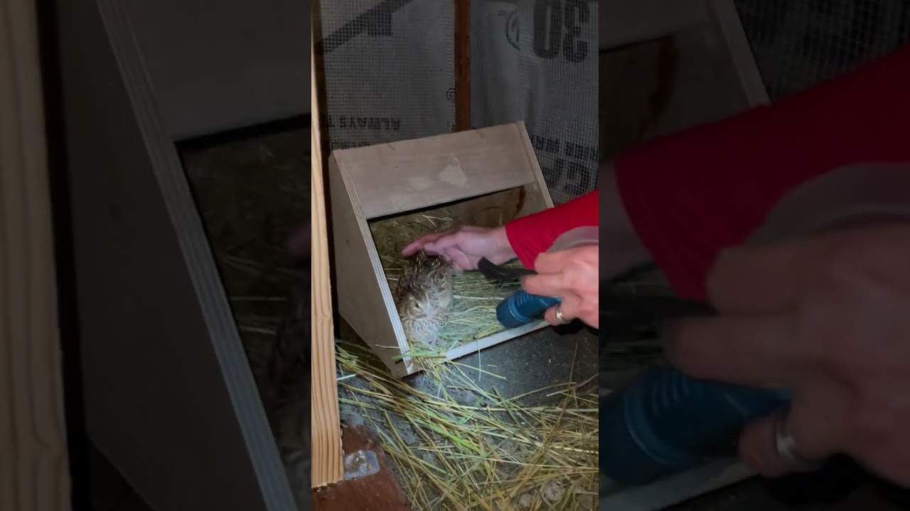 Adding A New Nesting Box Where The Quail Like To Lay Their Eggs