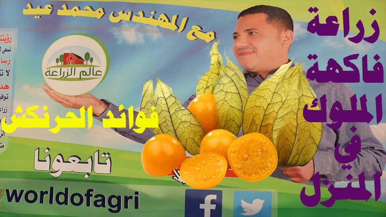 زراعة الحرنكش في المنزل حتي الاثمار