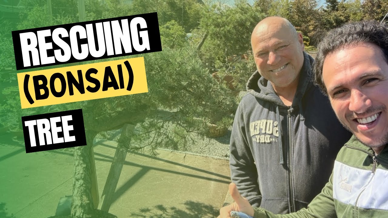 Rescuing a Neglected Collected (Bonsai) Tree