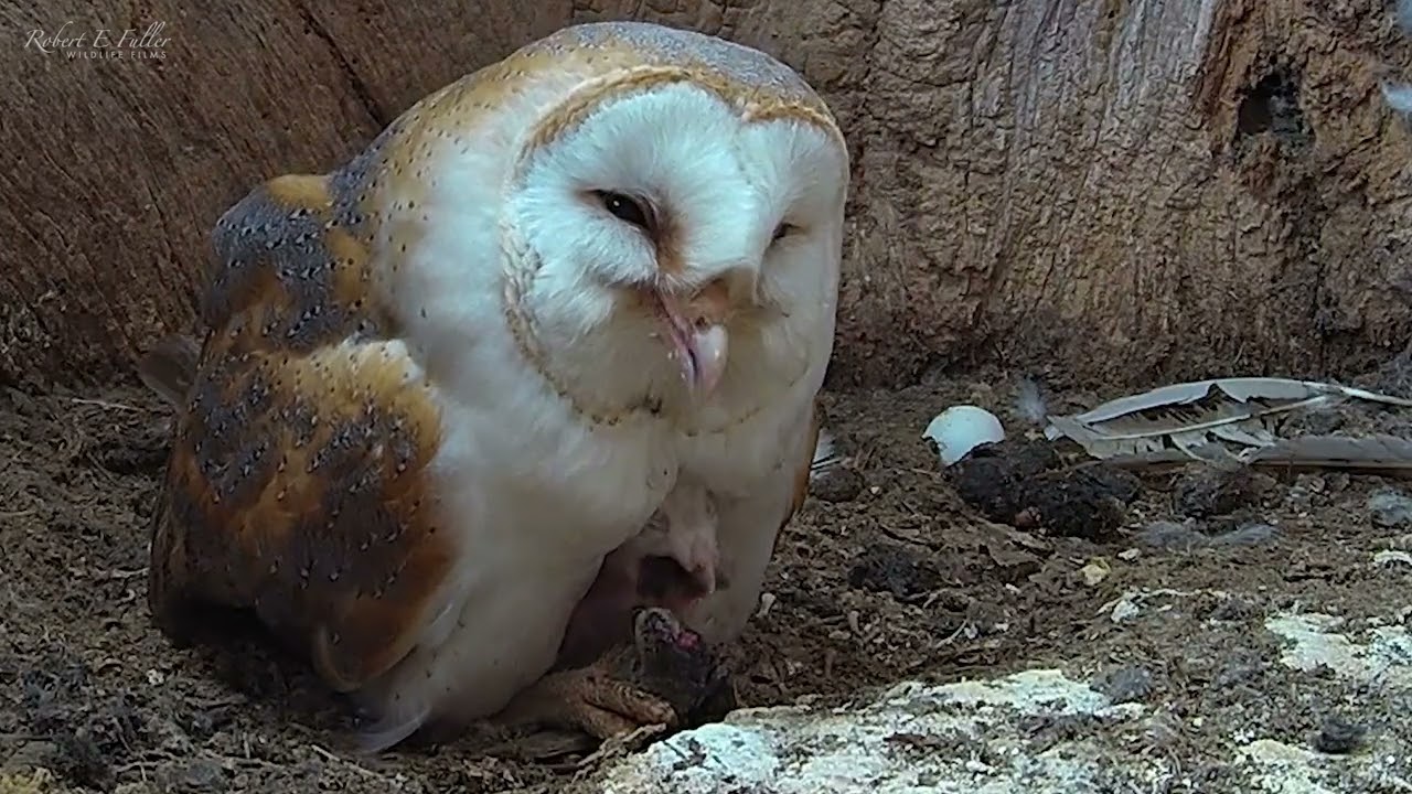 Barn Owl Has Just One Chick  | Gylfie & Dryer | Robert E Fuller