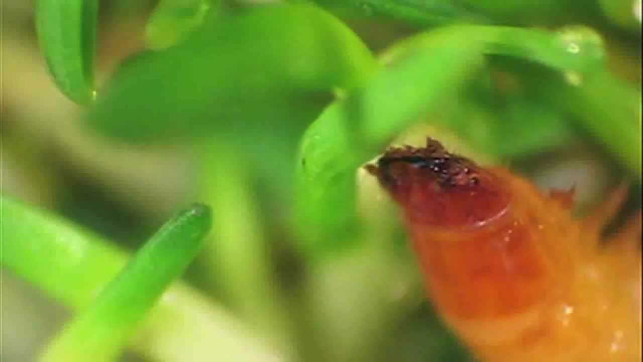Wireworms attack golf course greens