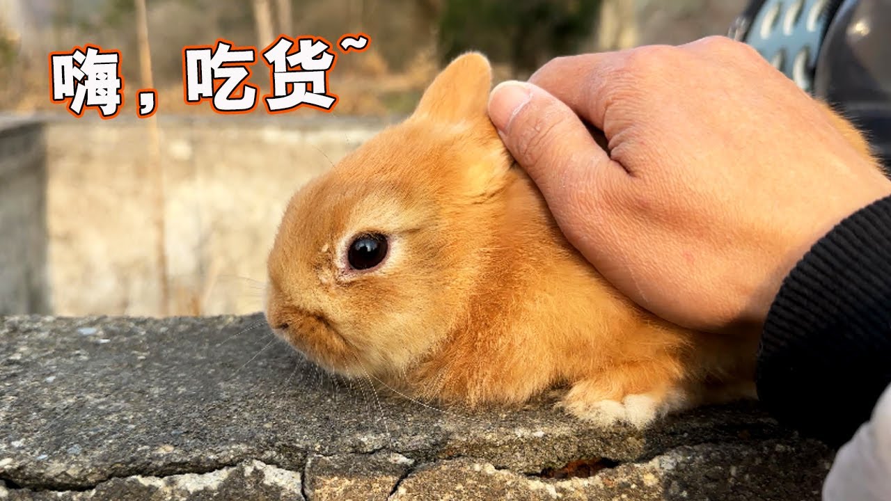 它的世界除了吃还是吃，还控制不了你了【天下一场梦】