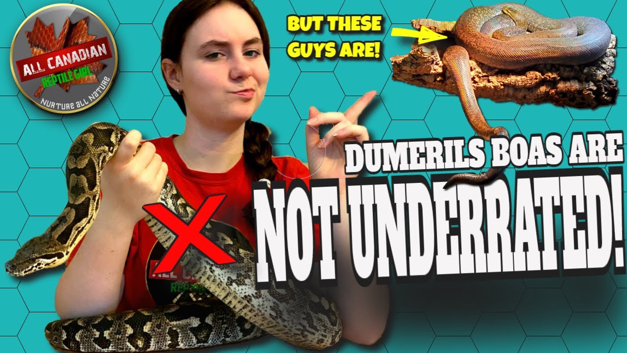 The REAL Most Underrated Pet Snake - Macklot's Python
