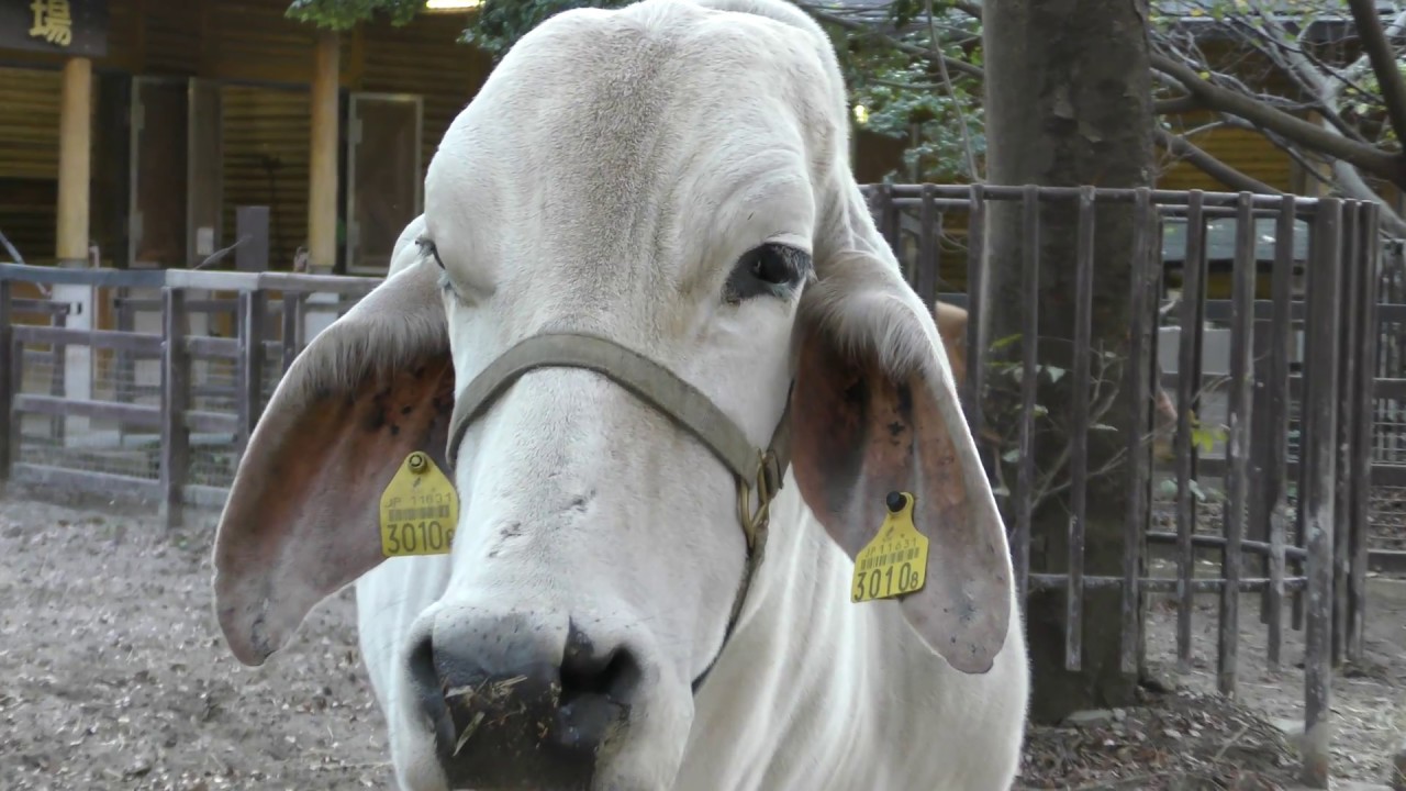 アメリカンブラーマン の『鈴嶺』 (千葉市動物公園) 2018年10月20日