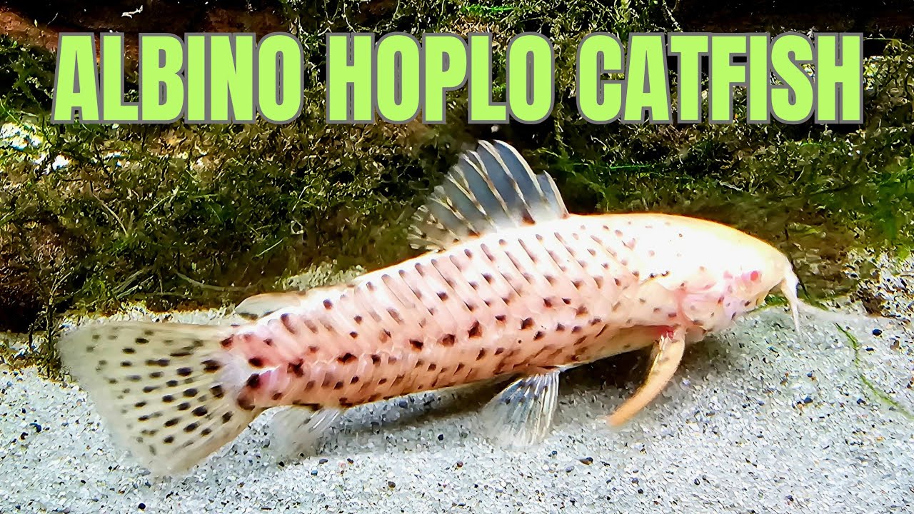 Albino Hoplo Catfish | Species Profile