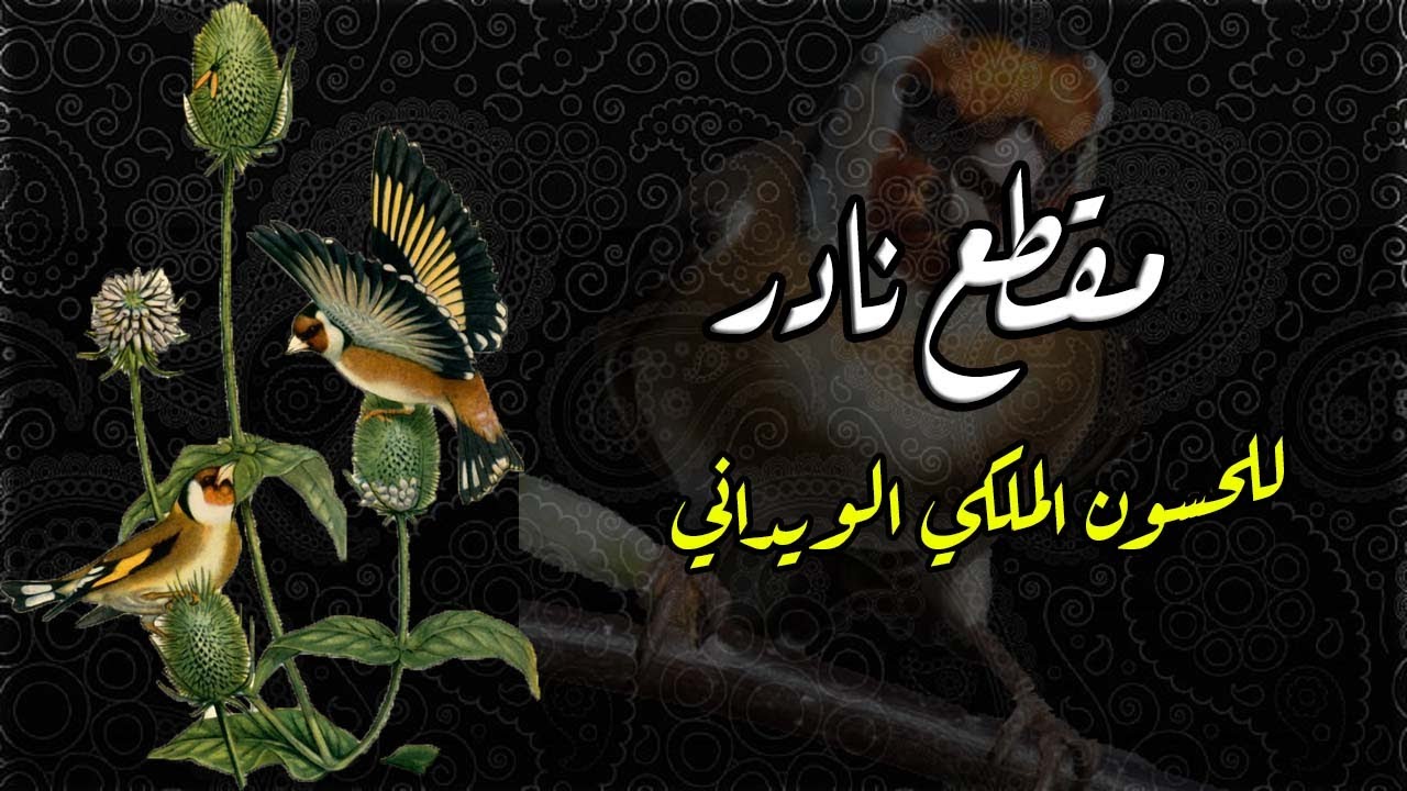 تغريد نادر للحسون الملكي الويداني (للتلقين و التحفيز)