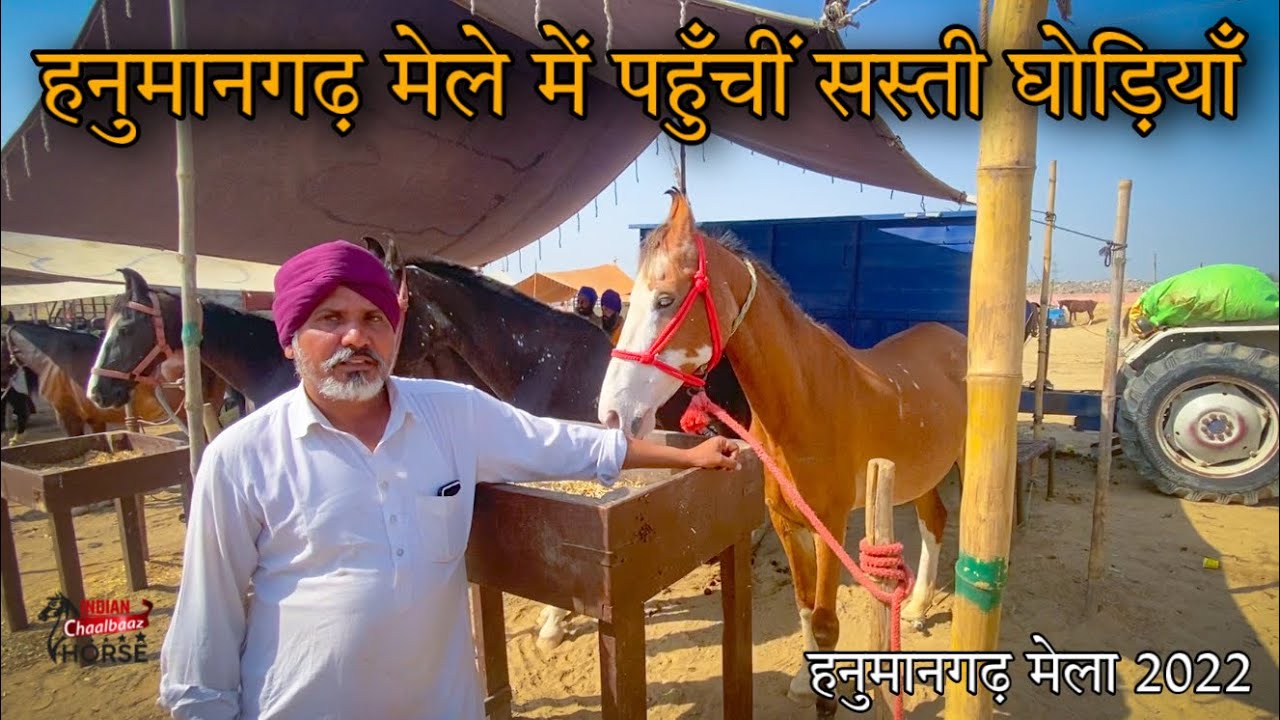 हनुमानगढ़ मेले में पहुँचीं सस्ती घोड़ियाँ 9569914220 (Hanumangarh Mela 2022)
