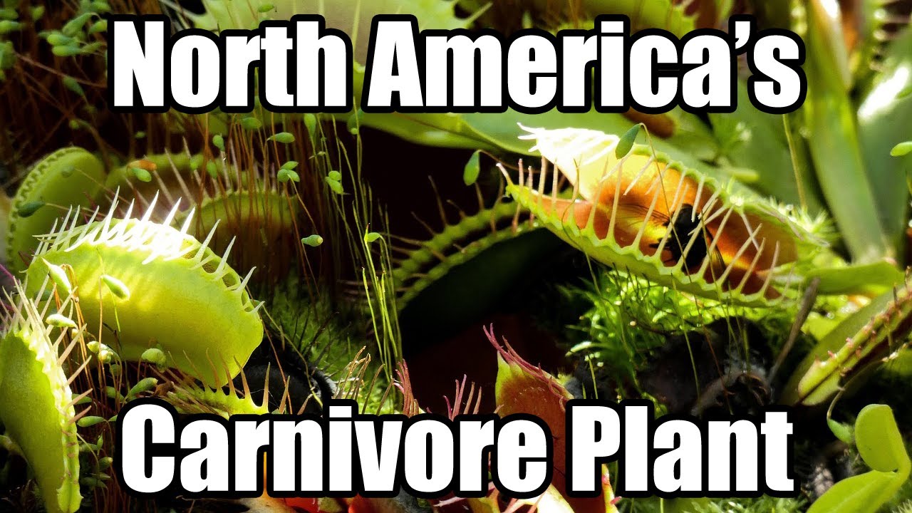 Venus Flytrap Explained: The Predator of the Plant World (Dionaea muscipula)