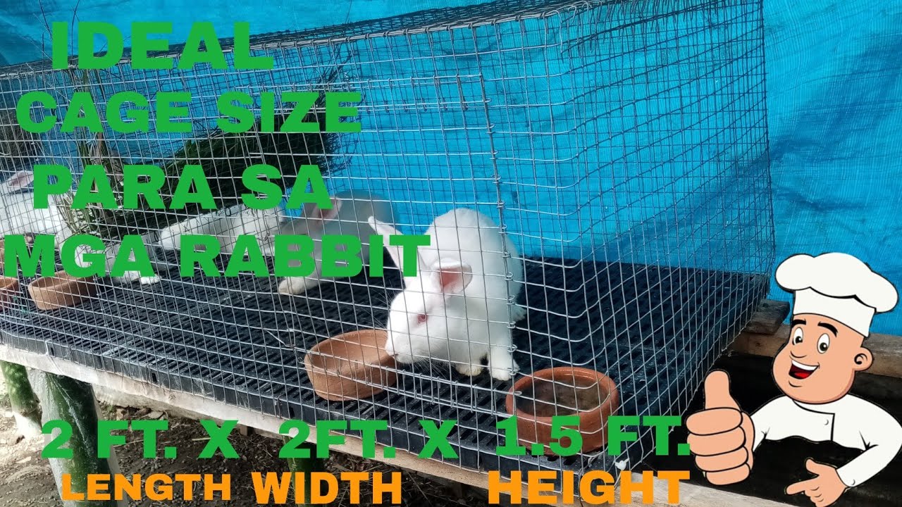ANO ANG IDEAL CAGE SIZE NG MGA RABBIT PARA MABILIS LUMAKI...