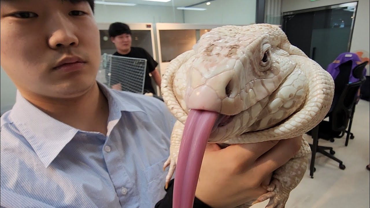 초희귀 공룡사육에 인생 올인한 청년들을 찾아갔더니...ㄷㄷ 이게 다 몇억이죠???