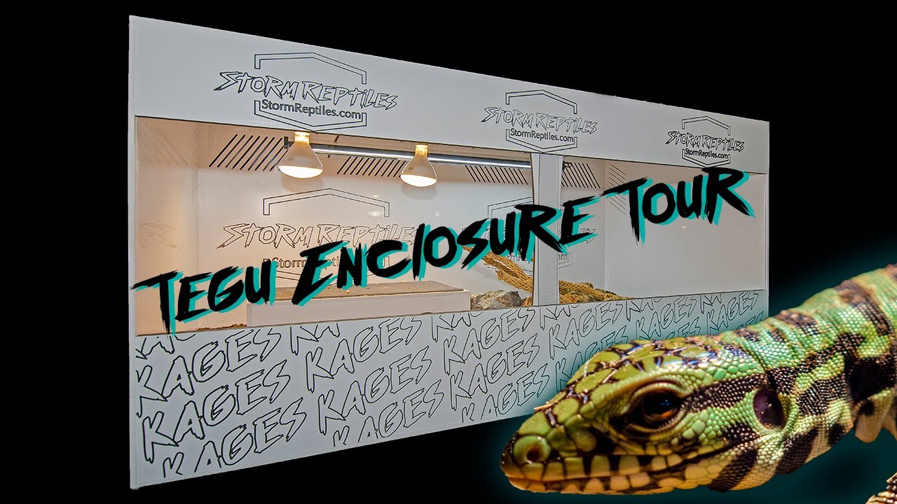 Kages Tegu Enclosure Tour