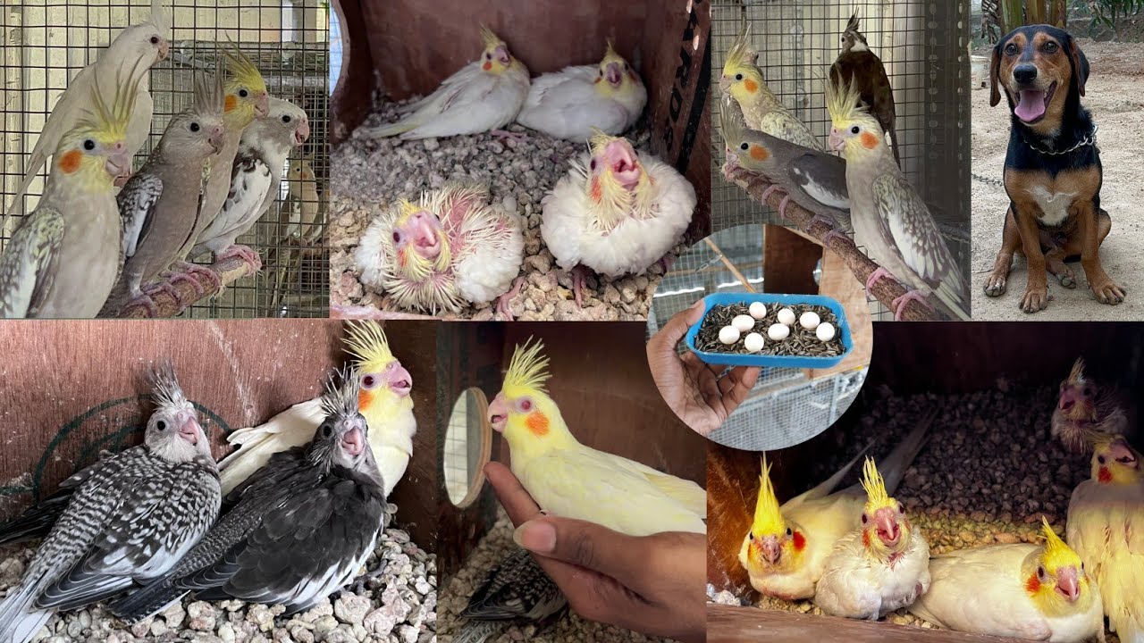 வேற லெவல் 💥Update (10/10) | Cockatiel breeding updates in tamil #cockatiel#cockatielbreedingtips