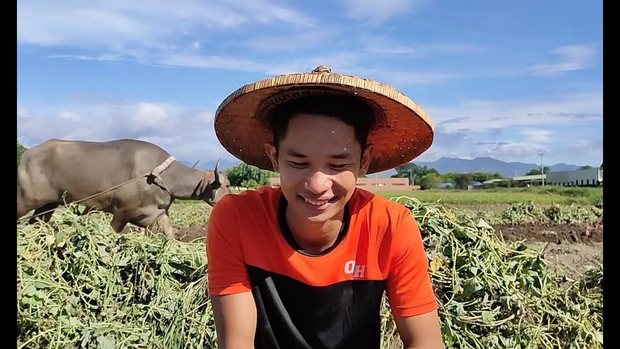 Nakipag Harvest ng Kamote sa Bukid 🌿☺️❤️
