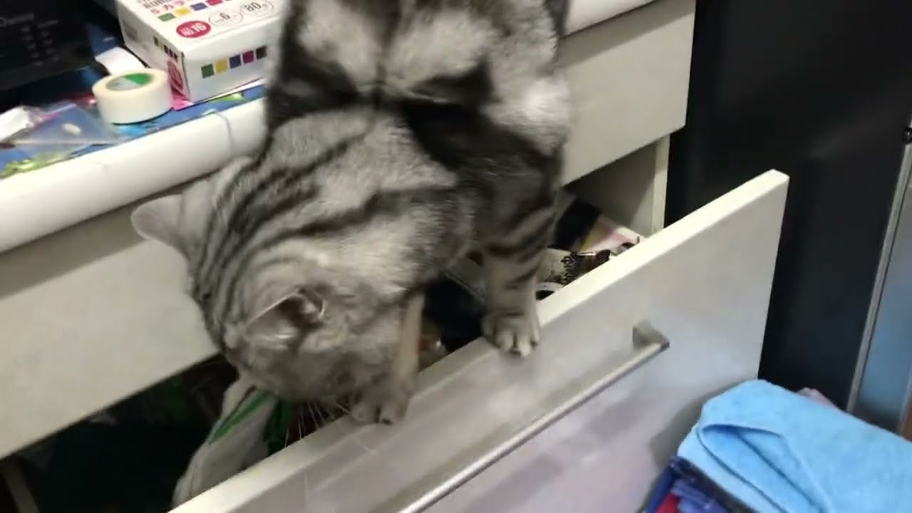 引き出しに入りたい猫