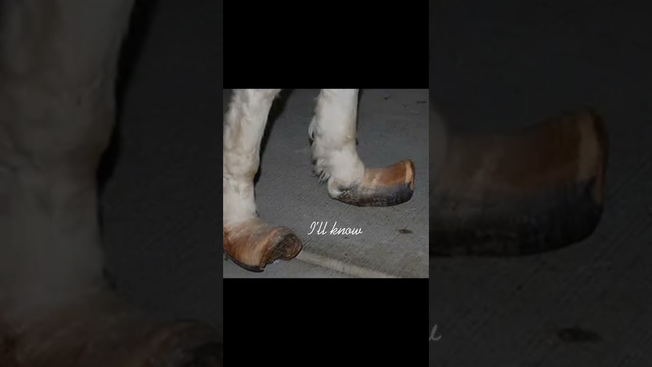 I&rsquo;m so glad we saved her😢 #equestrian #horses #abuse #horseabuse #killpen #rescue