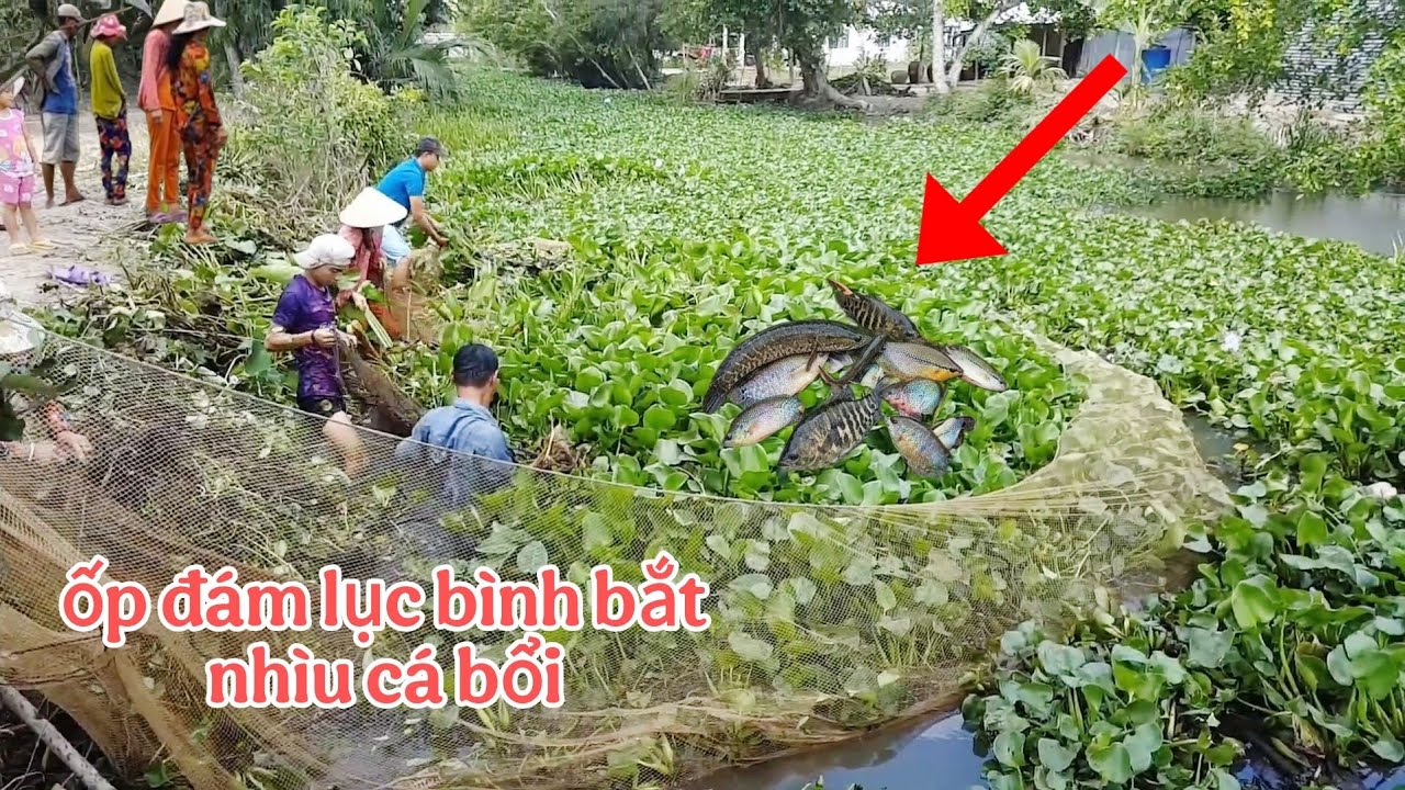Cả Xóm Kéo nhau xem.Ốp mé đám lục bình bắt cá kiểu miền tây xưa nhìu cá bổi kiểu này rất hiếm gặp 