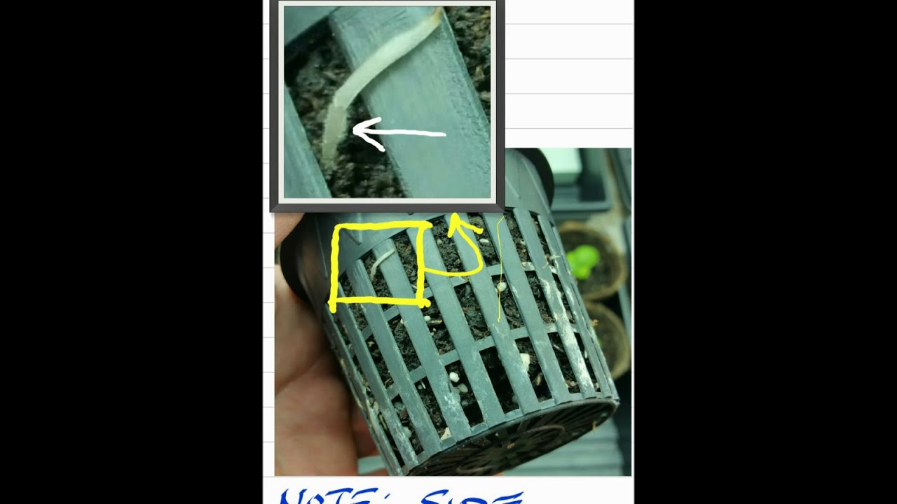 How To Air Prune Roots Using Hydroponic Net Pots - Part I