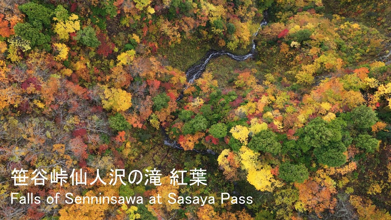 [4K] 🍁🏔️笹谷峠・仙人沢の無名滝 紅葉 / Hidden Waterfall in Senninsawa, Sasaya Pass