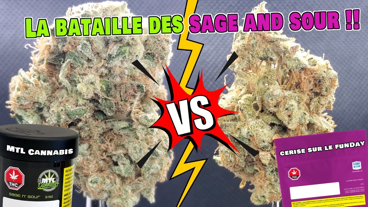Sage n' Sour + Pr&eacute;sentation MTL Cannabis 24 % THC Sativa Sour Diesel x S.A.G.E.