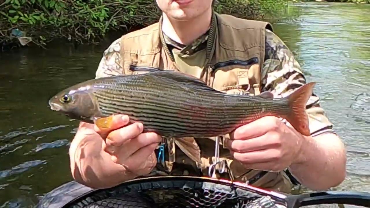 Fishing on the river HRON - Slovakia
