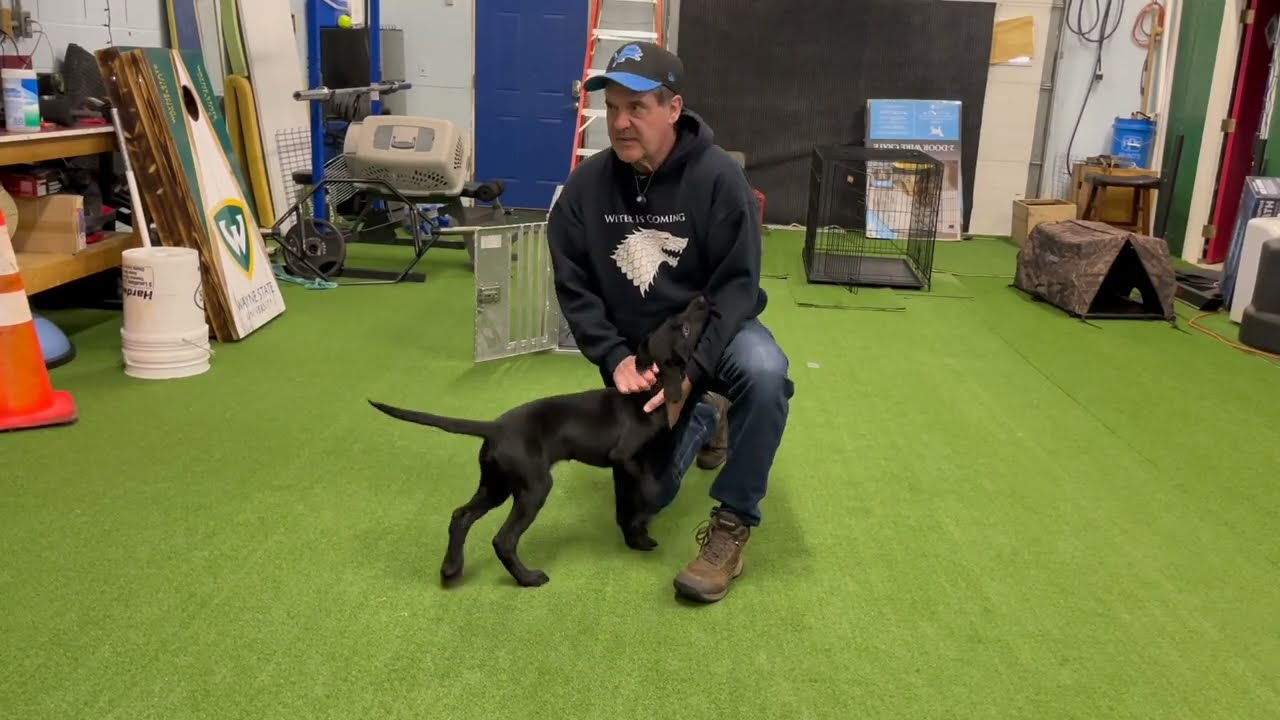 Thrive in Drive with Finn - 13 Weeks