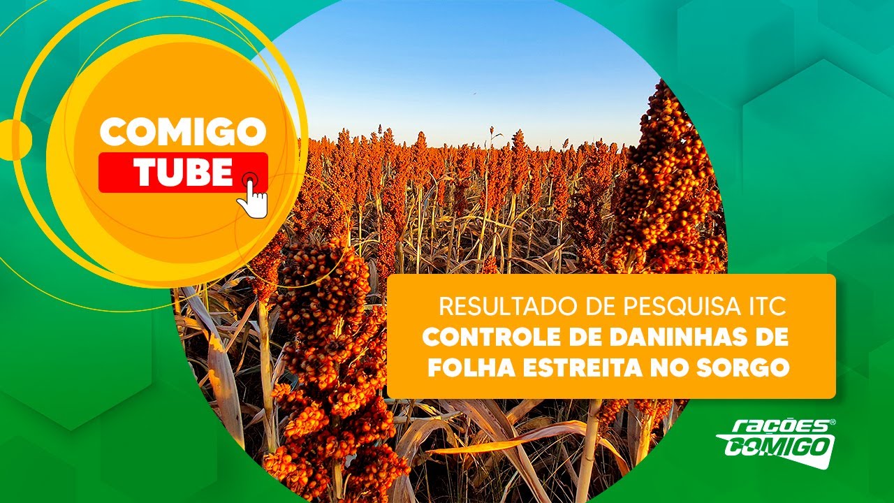 Controle de daninhas de folha estreita no sorgo