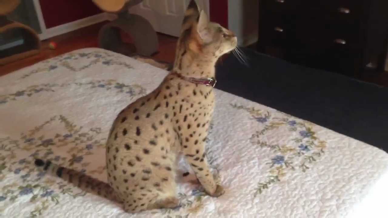 F1Hybrids Spicy - 62.5% F1 Savannah Cat