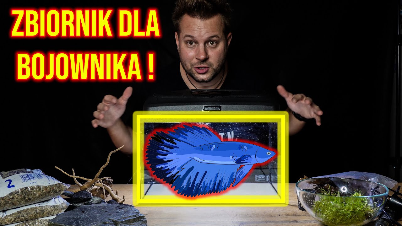 AKWARIUM DLA BOJOWNIKA - JAK ZAŁOŻYĆ ?