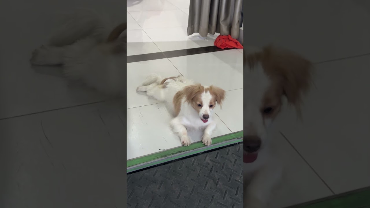 Полное видео по ссылке ниже #ЖизньЩенка #СчастливыйЩенок #УлыбкаЩенка #УжинЩенка #ВремяПриготовле...