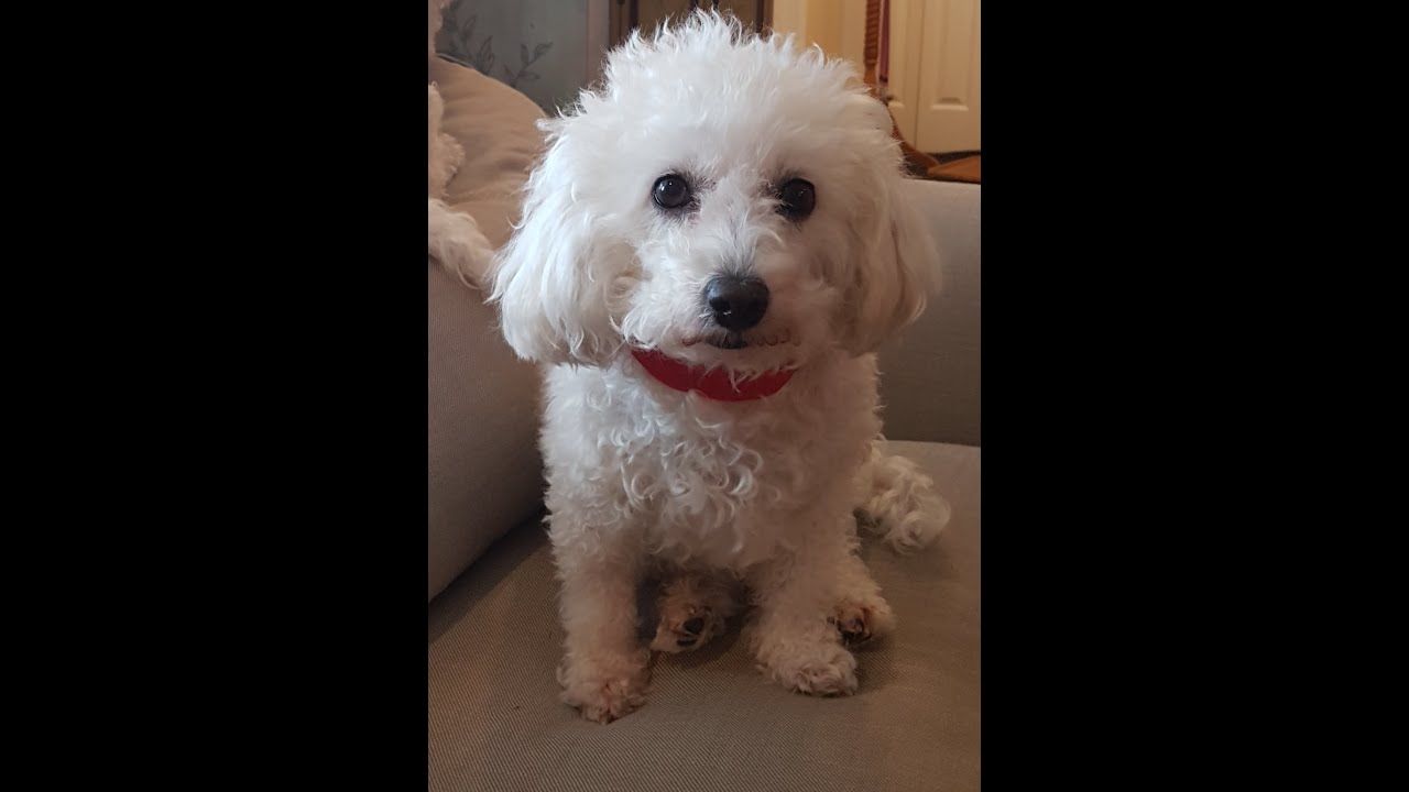 Worlds Funniest Dogs Guilty