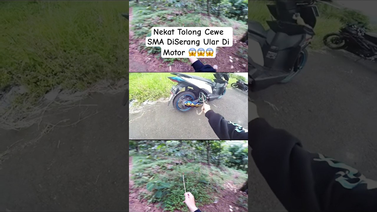 Nekat Tolong Cewe SMA DiSerang Ular Di Motor 😱 #viralvideo #shorts #cewe #ular #reels #fyp