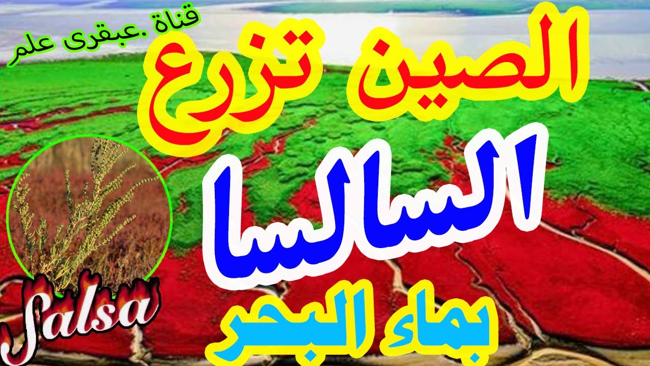 استخدام مياه البحر في زراعة نبات السلسا للحصول على علف غير تقليدي وزراعة أكثر استدامة