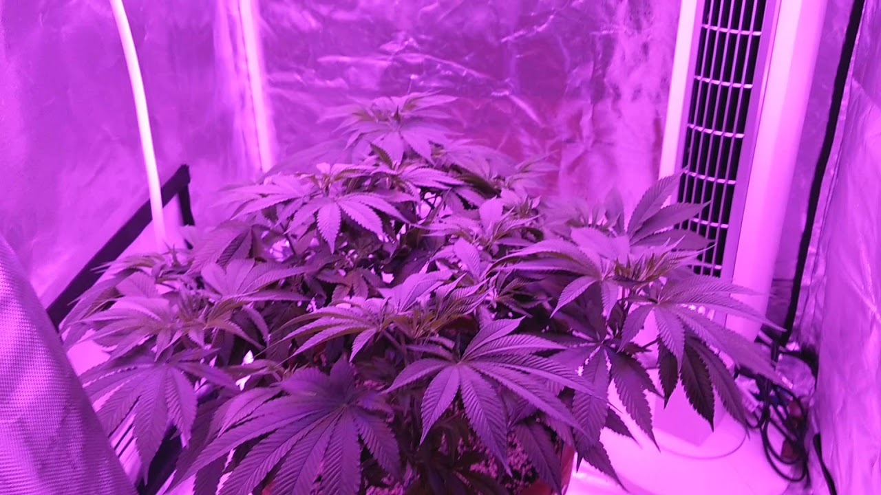 SovietStoner : Grow Journal - 