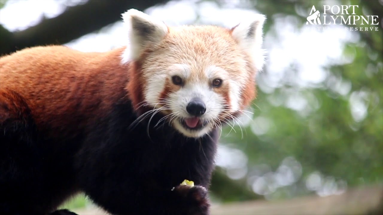 Small Carnivore September: Species Spotlight: Red Panda