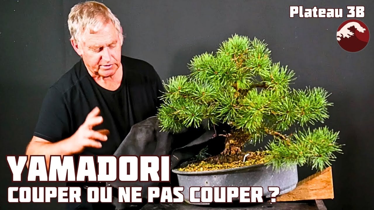 Gaby forme un Petit Pin Sylvestre Yamadori en Bonsaï - LE SUMO -  🌱 NEJIKAN BONSAI 🌱