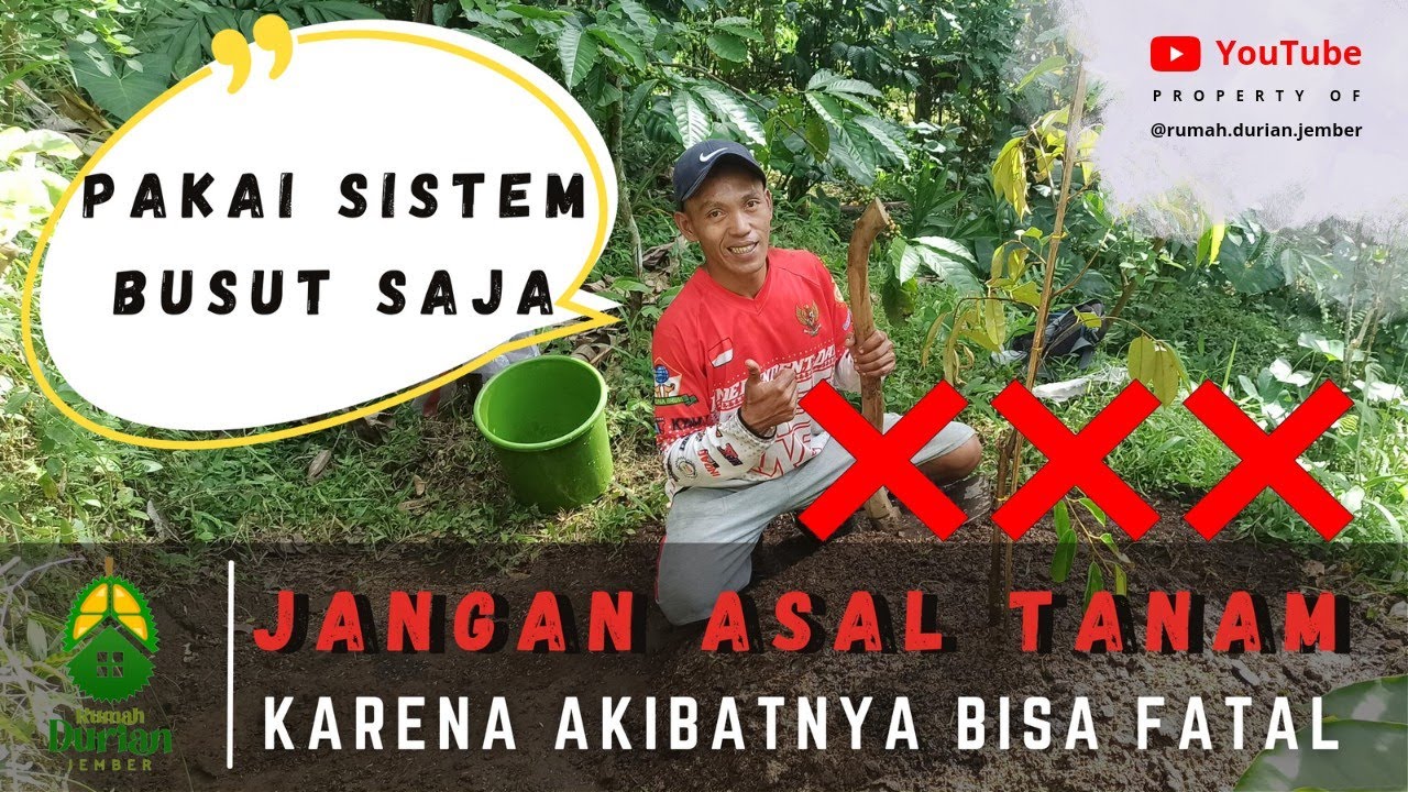 CARA TANAM DURIAN AGAR CEPAT BESAR DAN BERBUAH | PAKAI SISTEM BUSUT