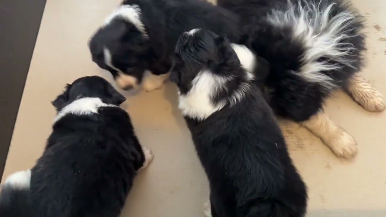 Border Collie Puppies🐶3,5 weeks❤️‍🔥Legi 🇨🇿 X Rooster🇦🇺