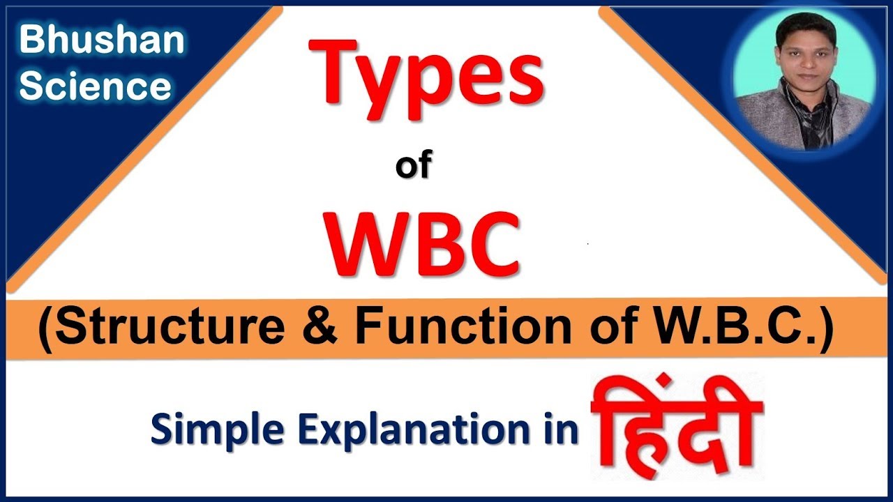 White Blood Cell (WBC or Leukocytes) | Function of WBC in hindi | Bhushan Science