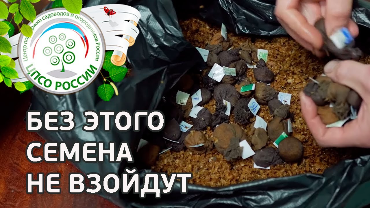 Стратификация семян. Готовим к посеву семена с осени.
