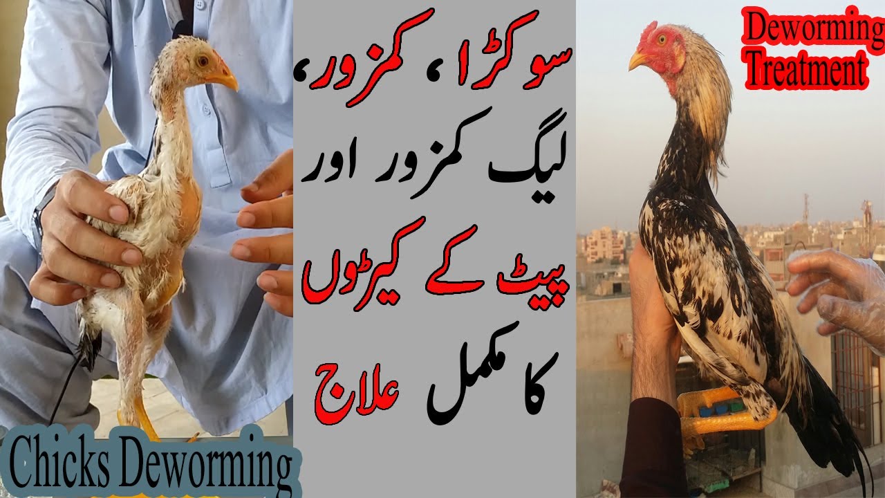 Why Chicks Are Stop Their Growth| Aseel ki Deworming| Aseel k leg kamzor , sokray ka ilaj