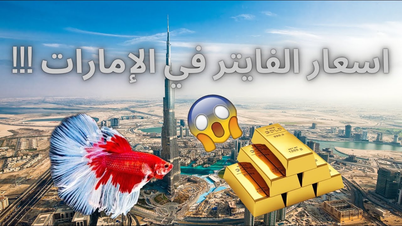 اسعار الفايتر في الإمارات