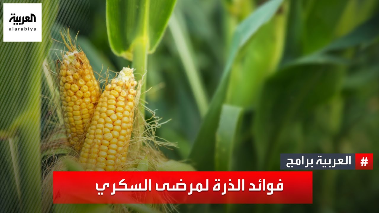 الذرة تساعد على تعزيز صحة الجهاز الهضمي وتنظيم عملية الأيض.