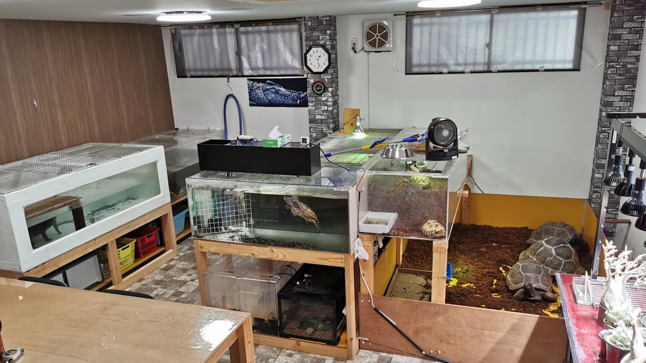大型水槽が並ぶ爬虫類マニアさんの飼育部屋へ潜入！フルパワーのワニガメやメガネカイマン・ゾウガメなどの猛者達をじっくり成長を見守りながら飼育されておられました！