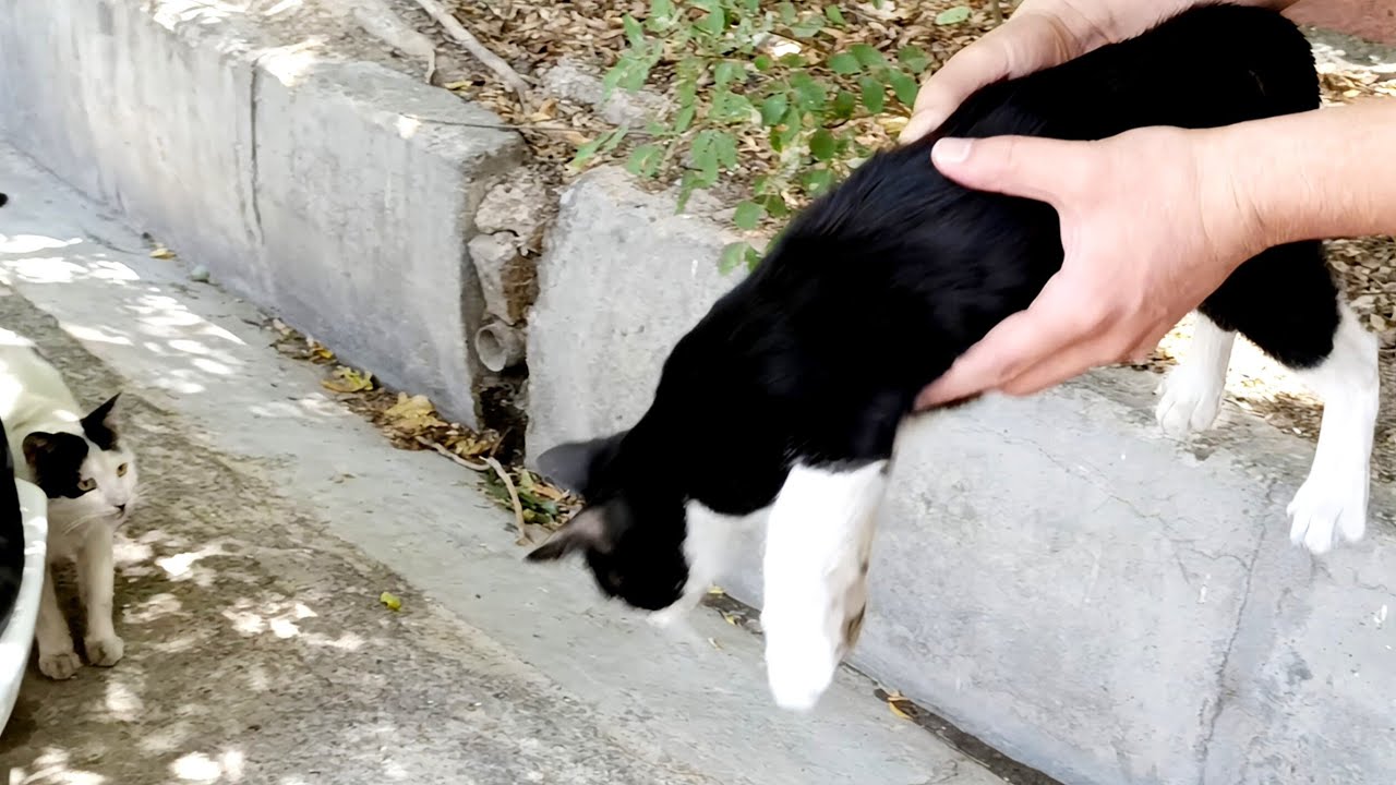 Playful Tuxedo Kitten Steals Everyone’s Food! | Feeding Stray Cats + Ice Cream Treat