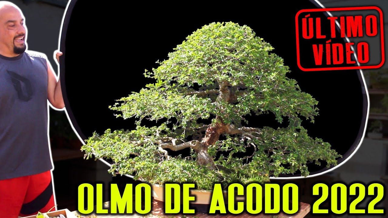 El olmo del acodo - Último vídeo!