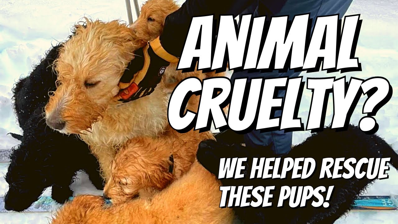 Shocking Animal Neglect: 6 Puppies Rescued from Dire Conditions &ndash; What You Can Do!