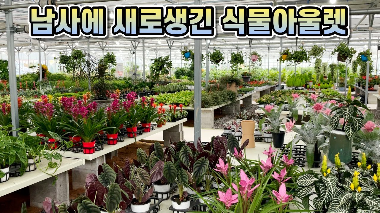 역대급 스케일의 식물아울렛 다녀왔어요!! 간만에 랜선 식물투어!!